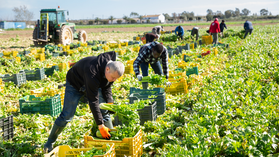 Lawmakers race to avoid farm bill disaster